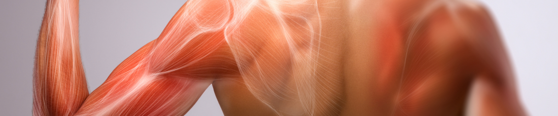 Build Muscle to Slash Your Diabetes Risk